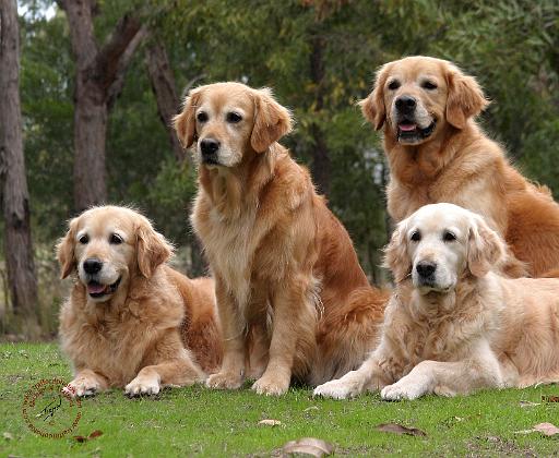 Golden Retriever 9Y180D-149.JPG